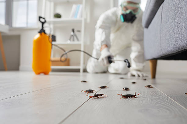 Affordable Termite Control solutions in Laurel Hill, VA